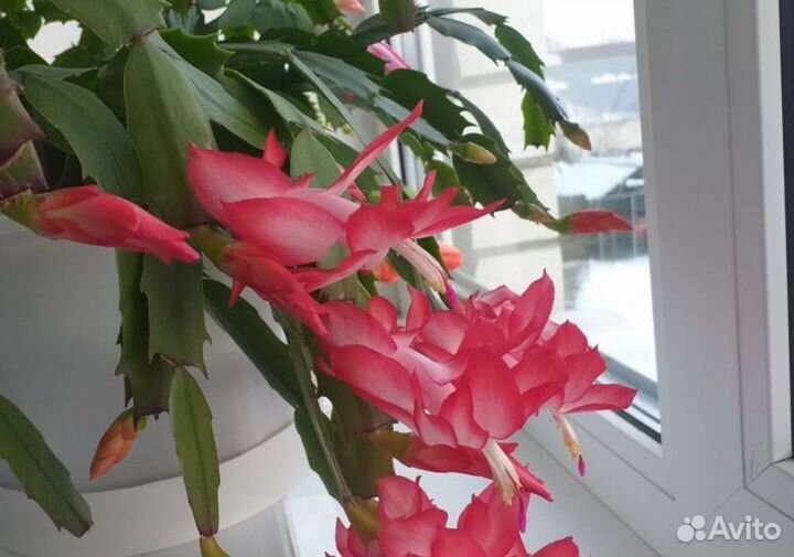 Декабрист, Кислица, колизия