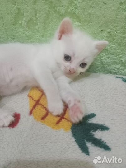 Отдам котенка в добрые руки