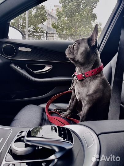 Французский бульдог кабель вязка