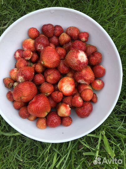 Усы земляники садовой, клубники