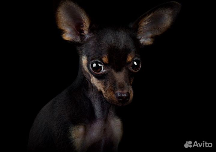 Фотосессия с собакой (фотограф-анималист)