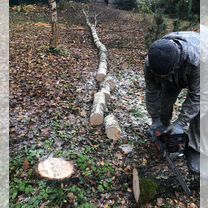 Расчистка участка от деревьев и кустарников