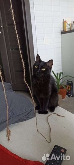 Русская голубая