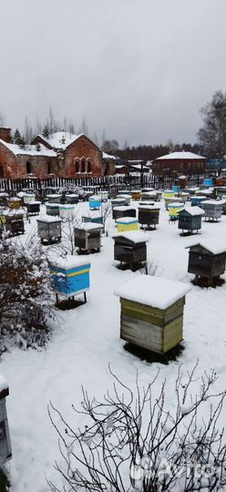 Продам мед оптом