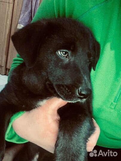 Щенок в добрые руки мальчик