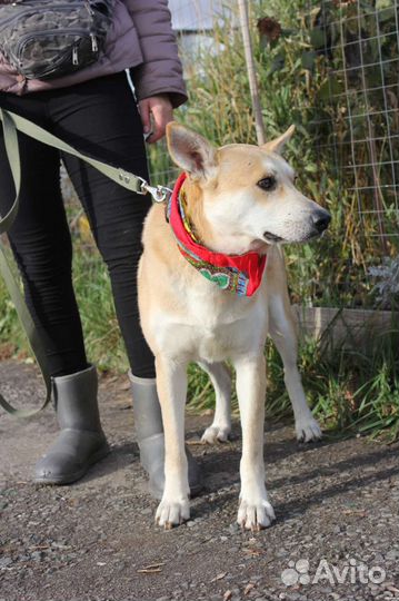 Отдам собаку