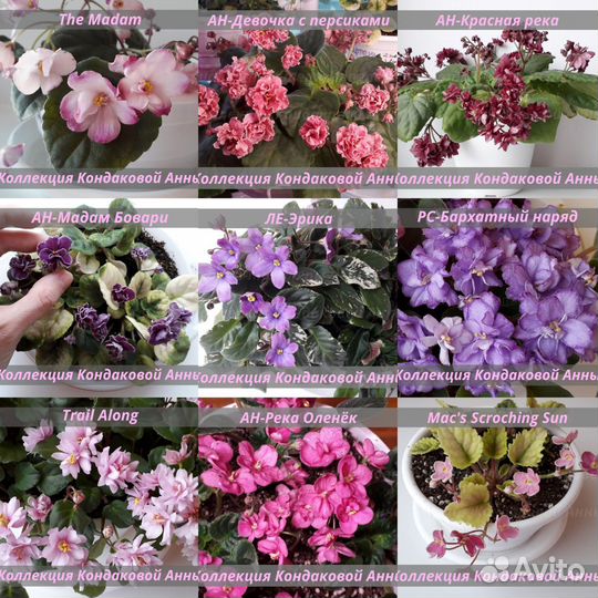 Детки сортовых фиалок-трейлеров