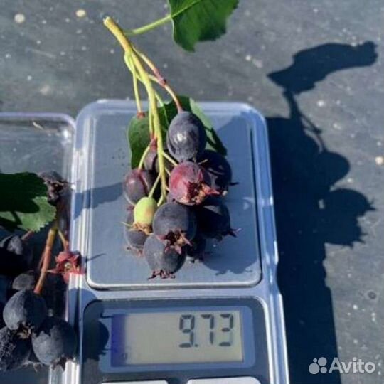 Саженцы ирги