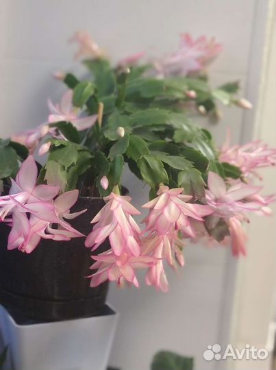 Декабрист шлюмбергера