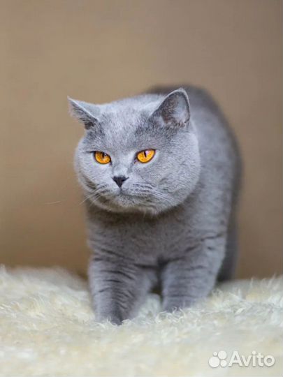 Виктория боня и ее детки