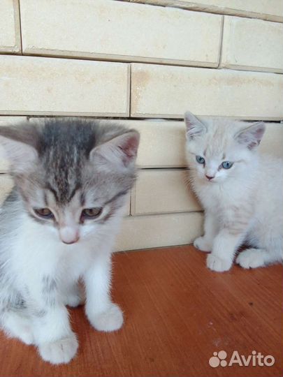 Кошки бесплатно