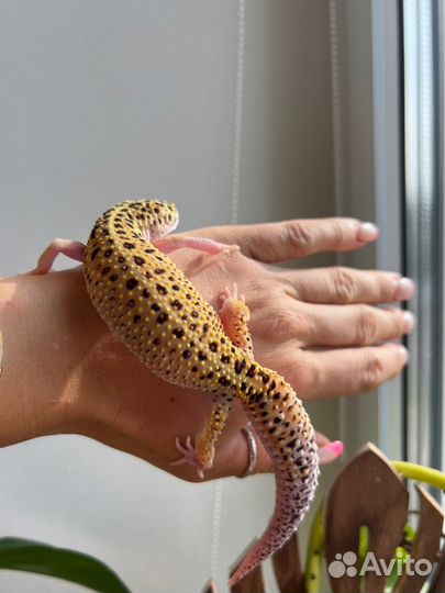 Самка эублефара 2022 г