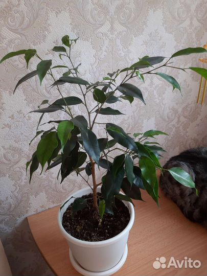 Фикус бенджамина