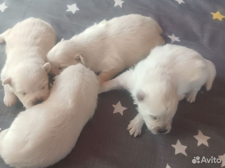 Щенки померанского шпица