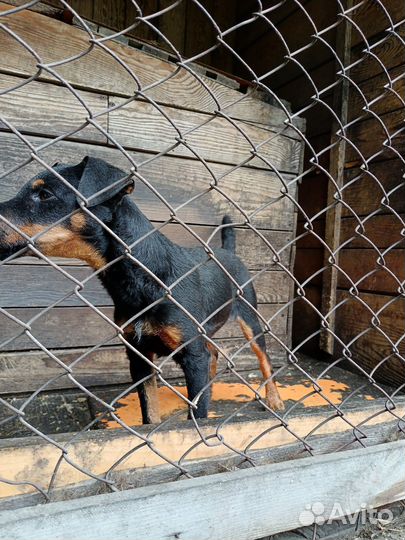 Ягдтерьер рабочий