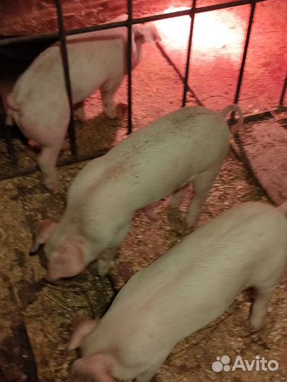 Поросята ландрас покрыт к/б