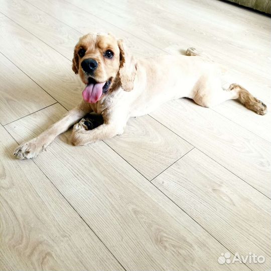 Стрижка животных с выездом на дом