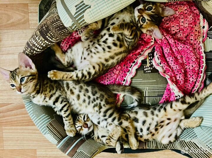 Котейки бенгальские