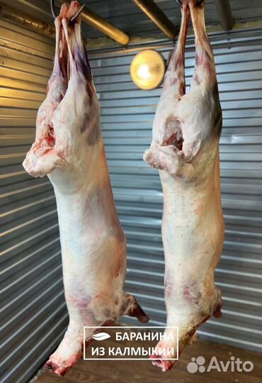 Молочные ягнята (Баранина)