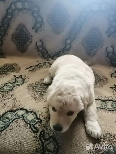 Щеночки в добрые руки