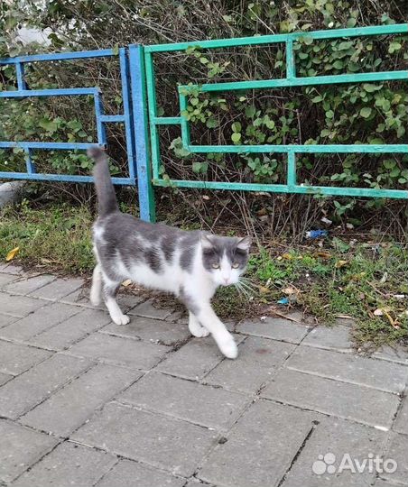 Симба ищет дом