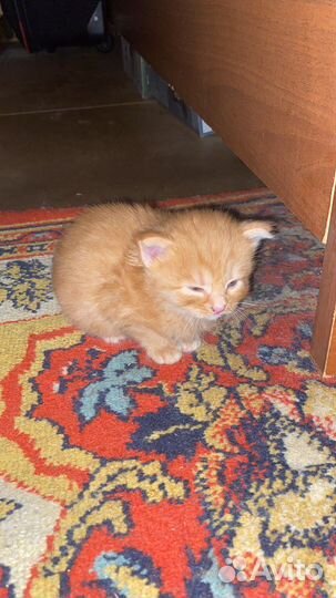 Котики маленькие бесплатно