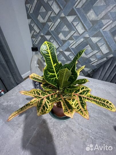 Кротон (кодиеум) экселент