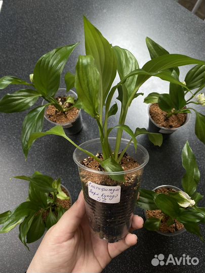 Спатифиллум Перл Купидо