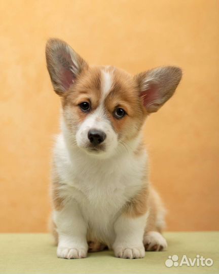 Щенок вельш-корги пемброк