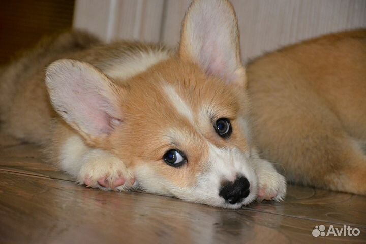 Щенки корги