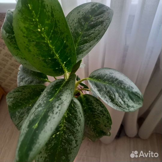 Аглаонема Милки Вей