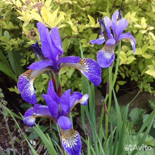 Ирис сибирский (касатик)