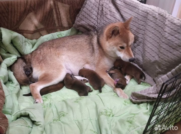 Щенки сиба ину