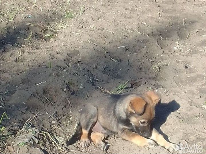 Дворовая собака в добрые руки