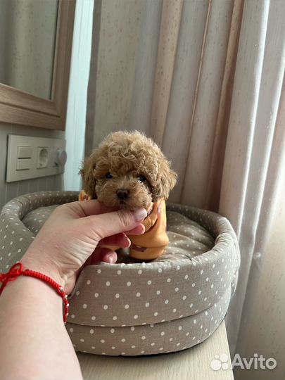 Мальтипу ф1 микро