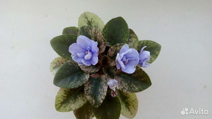 Фиалки сортовые, детки