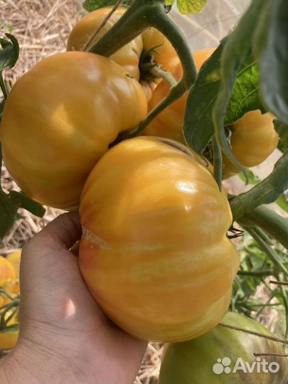 Рассада коллекционных томатов 42 сорта