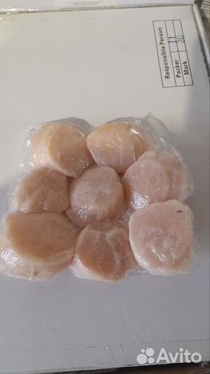 Морской гребешок