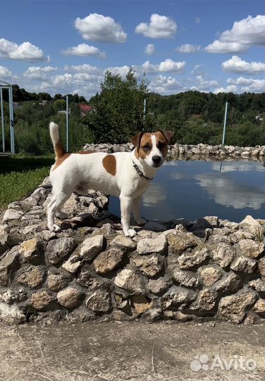 Вязка джек рассел терьер