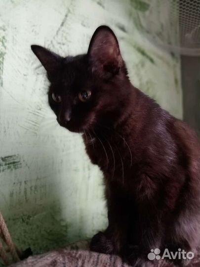 Черная кошка