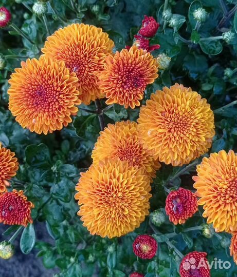 Хризантема