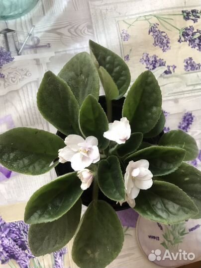 Фиалка белая