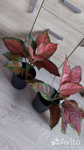 Аглаонемы разные