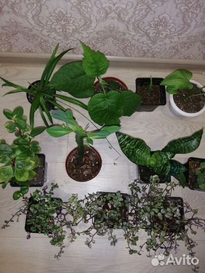 Комнатные цветы