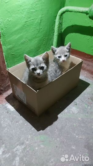 Котята в добрые руки бесплатно