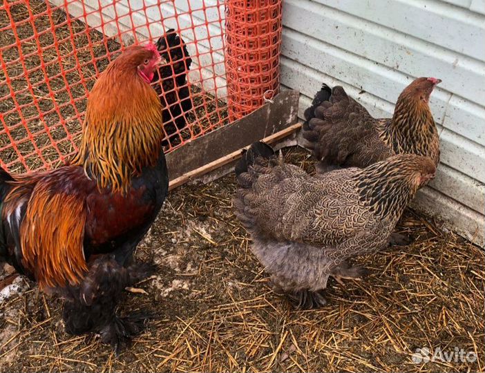 Инкубационные яйца Виандот и Брама