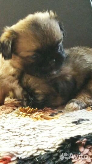 Щенки пекинеса