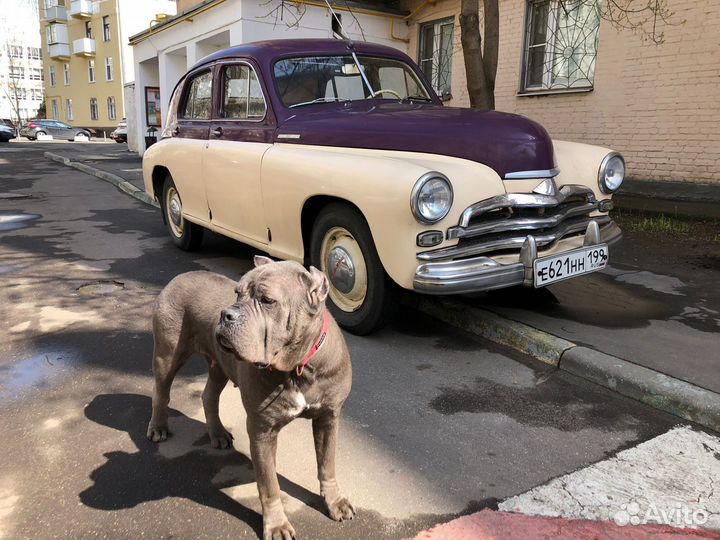 Кане-Корсо отдадим в Добрые и Заботливые Руки