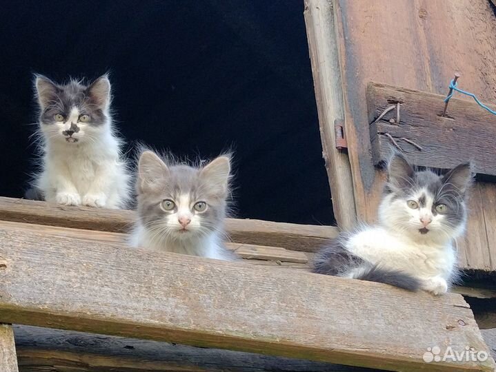 Котята в добрые руки