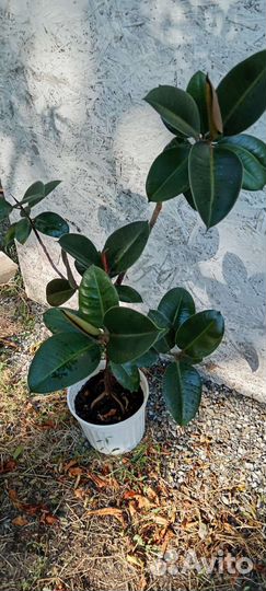 Фикус и драцена